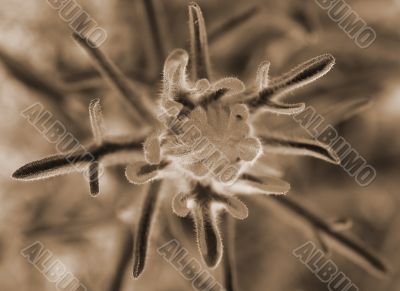 Wildflower in Desert sepia