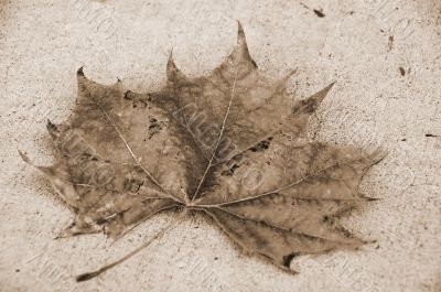 Canada Maple Leaf Fall Season sepia