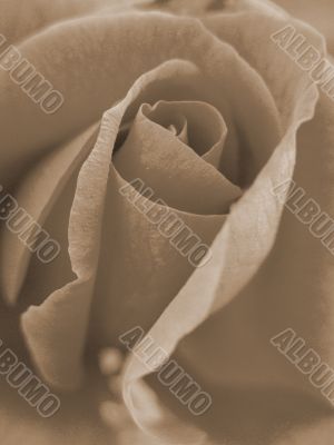 Pink Rose Closeup sepia
