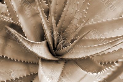 Aloe Succulent Plant closeup sepia