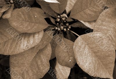 Poinsettia Red Flowers on Christmas sepia