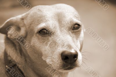 Dog Face Closeup sepia