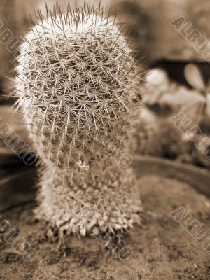 Barrel Cactus Plant sepia