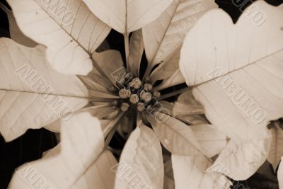 Poinsettia White Flowers on Christmas sepia