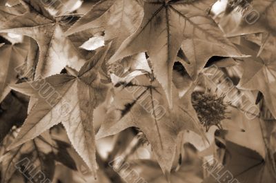 Maple Leaf Fall Closeup sepia