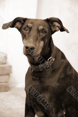 Doberman Dog Closeup sepia