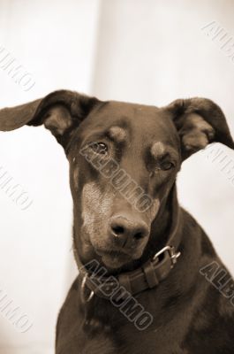 Doberman Dog Closeup sepia