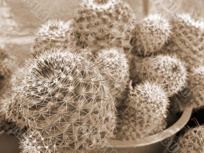 Cactus Plants sepia
