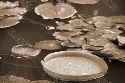 Lotus Leaves in Pond sepia