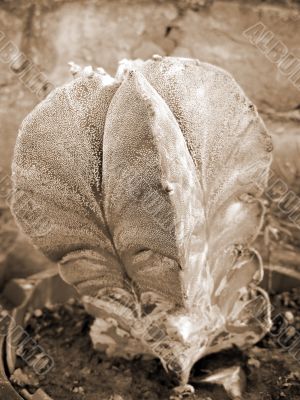 Dotted Cactus Plant sepia