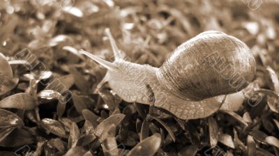 Snail Crawling on grass sepia