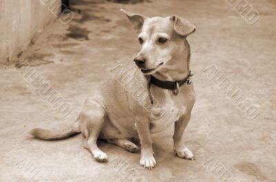 Watchful Pet Dog sepia