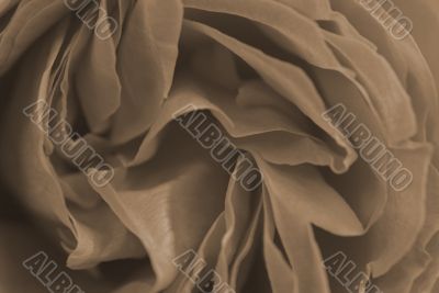 Pink Rose Petals Closeup sepia