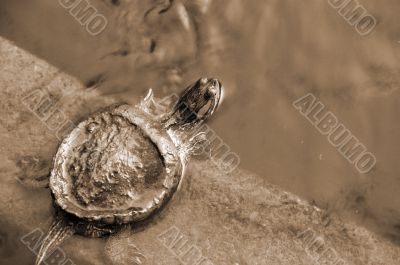 Green Red Turtle Baby sepia