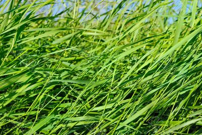 Green Grass