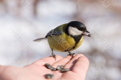 Hungry titmouse