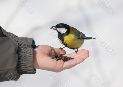 titmouse on a palm titmouse on a palm