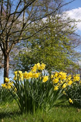 Daffodils in woodland at spring time