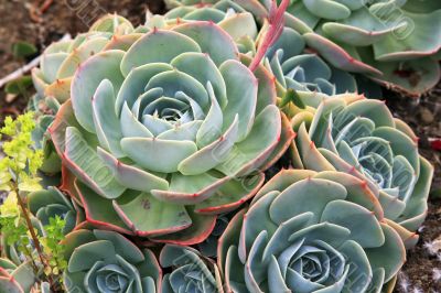 Stone flowers - Sempervivum