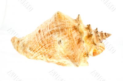 big sea shell