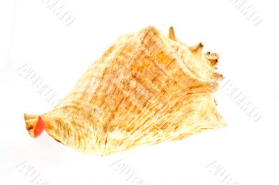 big sea shell