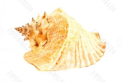 big sea shell