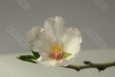 Almond Blossom (DSC_0159)