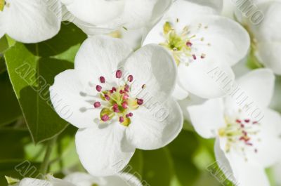 Pear blossom