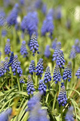 Bluebells (Grape Hyacinth, Muscari armeniacum)