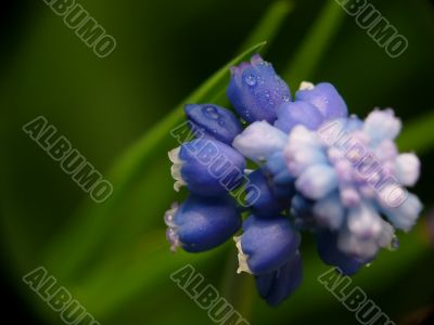 Macro of Hyacinth muscari flower, sign of spring
