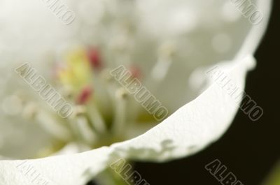 pear flowers macro