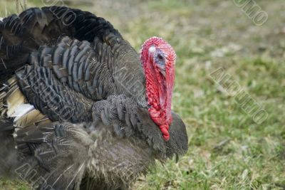 Domestic turkey Domestic turkey