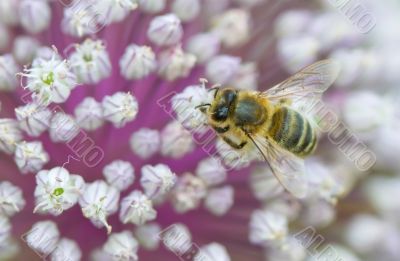 Tops of flower with bee, macro image with very shallow dof and b