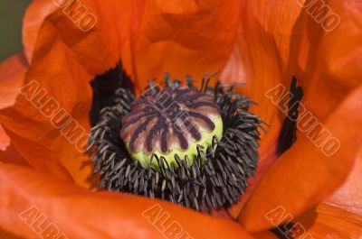 Poppy flower macro, focus in the center