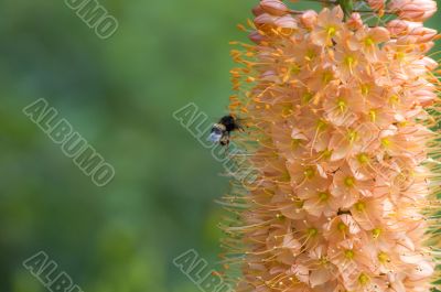 Flying bumble bee