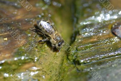 Macro Shot of a bee