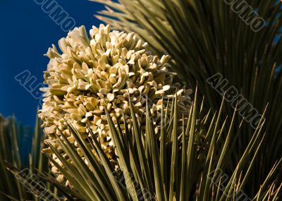 Joshua Tree Bloom DSC_0415