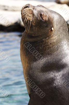 Sea lion when sunbathing