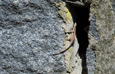 lizard on stone