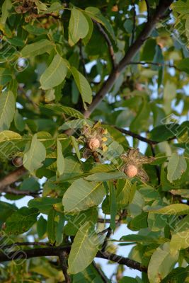 Ripe walnut on tree