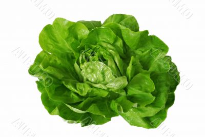 green lettuce isolated over white