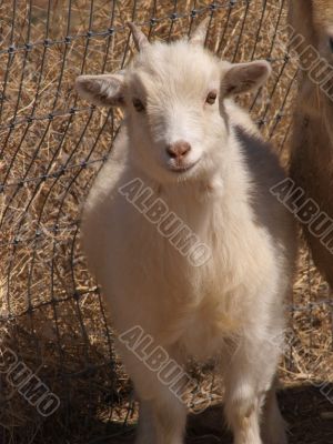 White Goat