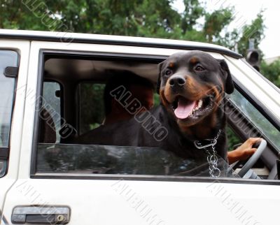 Dog looking through car window