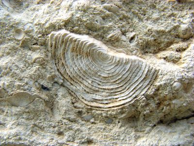 Shell numulit