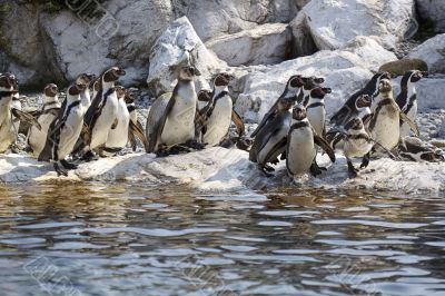 Group of penguins