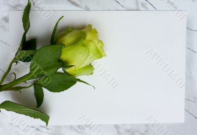 Rose on a blank leaf paper