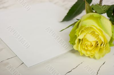 Rose on a blank leaf paper