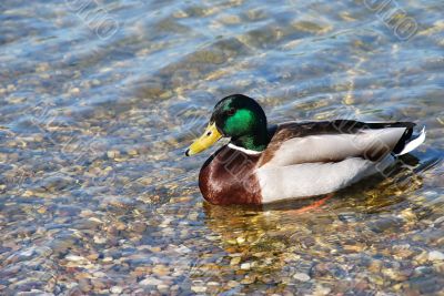 Usual Duck on water