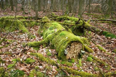 Weathered deadwood