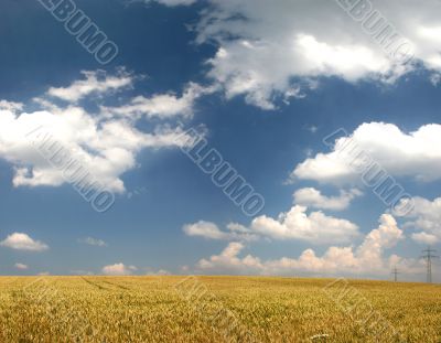 Wheat field in late summer